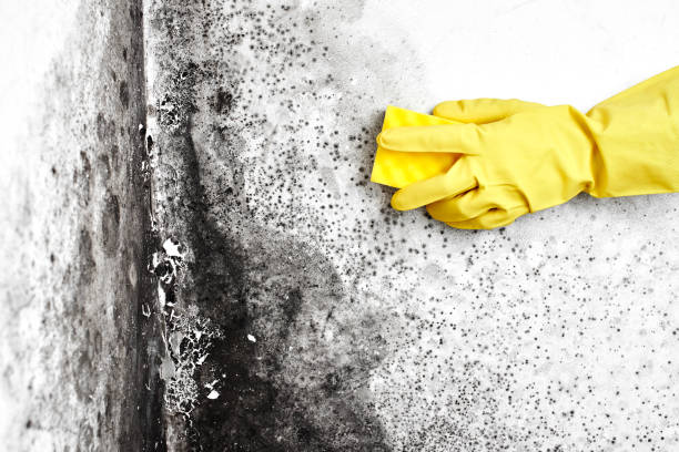 Best Real Estate Mold Inspection  in Herculaneum, MO